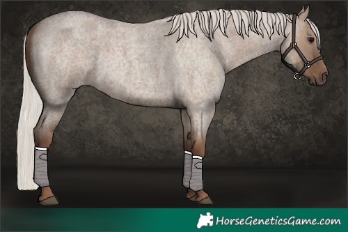 Horse Color:Silver Grullo Roan 