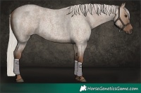 Horse Color:Silver Grullo Roan