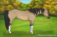 Horse Color:Bay Dun