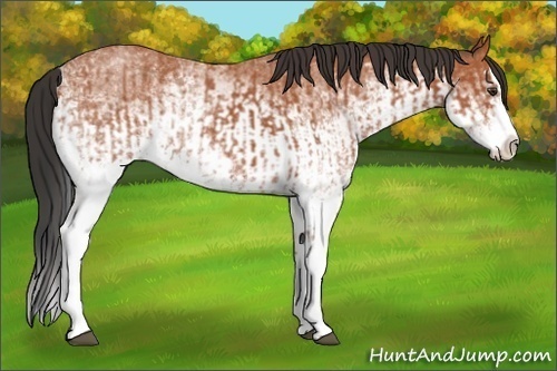 Horse Color:White Spotted Bay Roan Splash and White Spotted Bay Roan Splash
