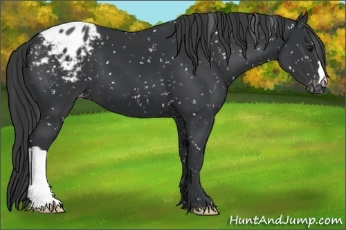 Horse Color:Black Appaloosa 