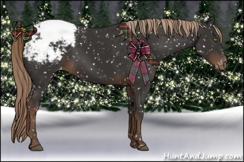 Horse Color:Liver Chestnut Appaloosa 