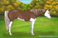 Horse Color:Chestnut Splash