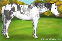 Horse Color:White Spotted Black Sabino Splash Rabicano 