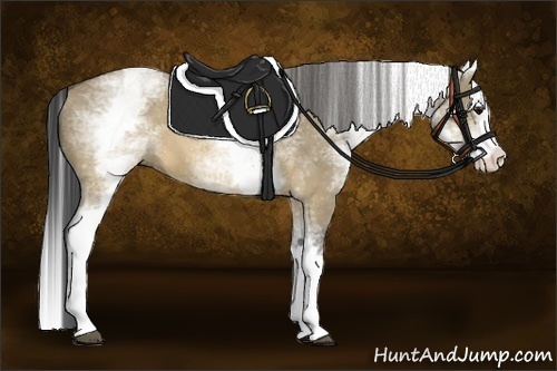 Horse Color:White Spotted Buckskin Dun Splash