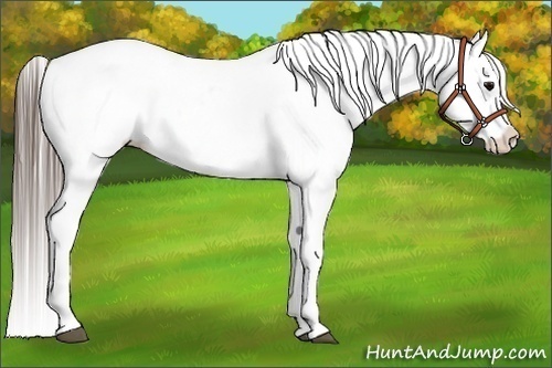 Horse Color:White Spotted Blue Roan Appaloosa