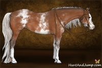Horse Color:White Spotted Silver Bay Splash
