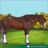 Horse Color:White Spotted Chocolate Brown 