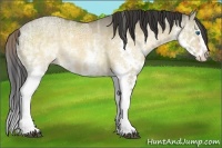 Horse Color:Brown Ice Dun Sabino Splash