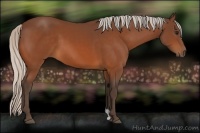 Horse Color:Silver Bay 