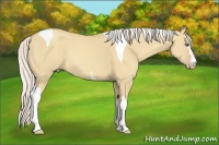 Horse Color:White Spotted Silver Classic Champagne Dun Tobiano