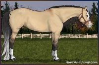 Horse Color:Bay Dun Splash 