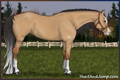 Horse Color:Bay Dun Splash 