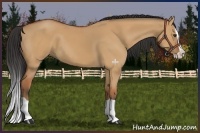 Horse Color:Bay Dun Splash 