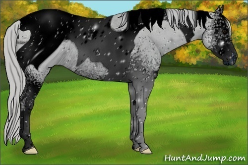 Horse Color:ERROR: UNKNOWN ANOMALY