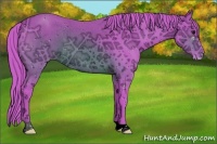 Horse Color:ERROR: UNKNOWN ANOMALY