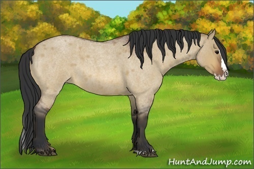 Horse Color:Bay Roan Dun Splash