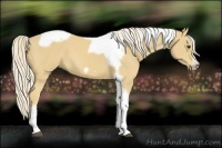 Horse Color:Palomino Tobiano Frame 