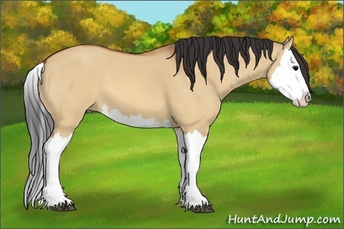 Horse Color:Bay Dun Splash 
