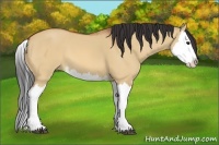 Horse Color:Bay Dun Splash 