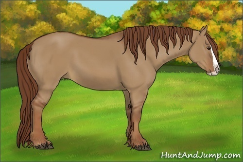 Horse Color:Red Dun Splash