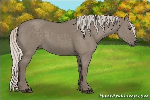 Horse Color:Silver Grullo 