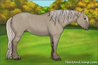 Horse Color:Silver Grullo Roan 