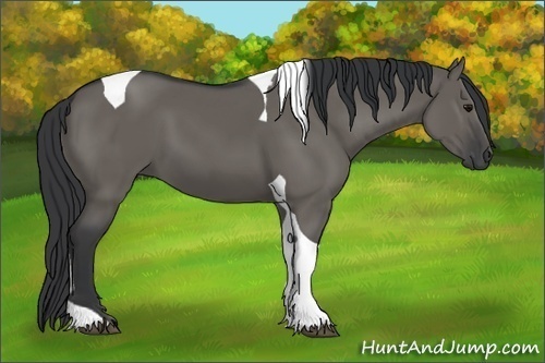 Horse Color:Grullo Tobiano
