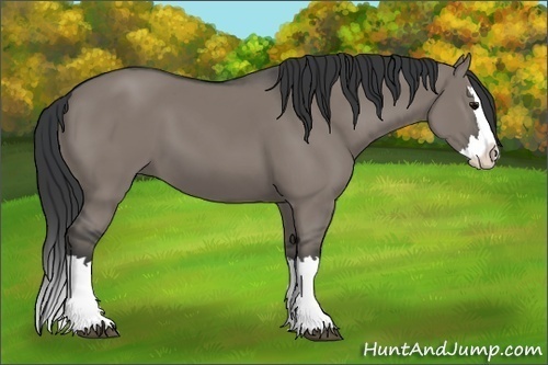 Horse Color:Grullo Splash