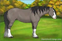 Horse Color:Grullo Splash 