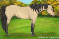 Horse Color:Buckskin Roan Dun 