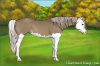Horse Color:Chocolate Palomino Splash
