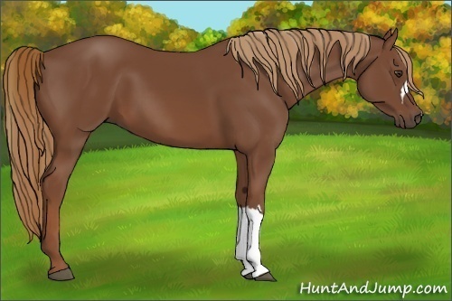 Horse Color:Chestnut 