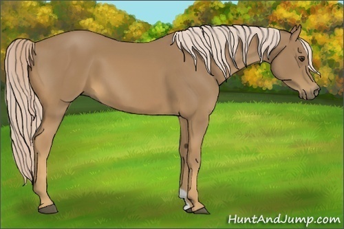 Horse Color:Palomino 