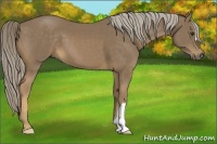 Horse Color:Chocolate Palomino 
