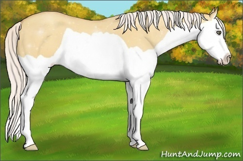 Horse Color:Silver Amber Champagne Dun Splash 
