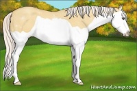 Horse Color:Silver Amber Champagne Dun Splash 