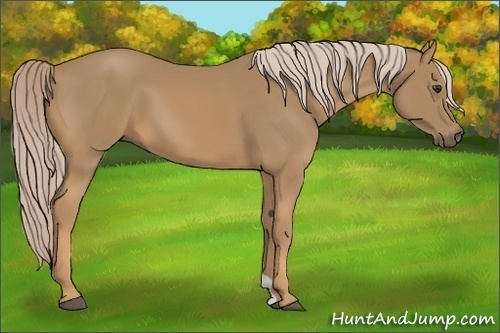 Horse Color:Palomino