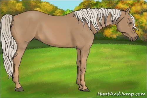 Horse Color:Palomino