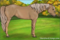 Horse Color:Palomino 