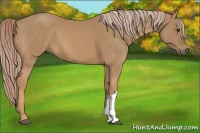 Horse Color:Palomino 