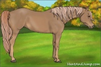 Horse Color:Palomino