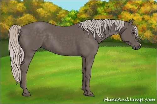 Horse Color:Silver Black 