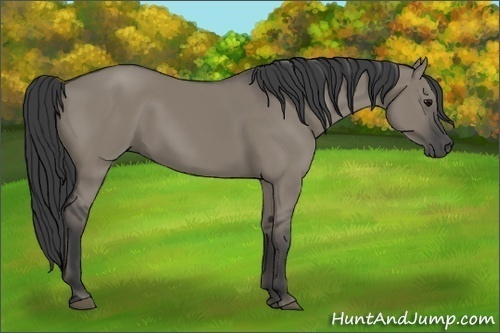 Horse Color:Smoky Grullo