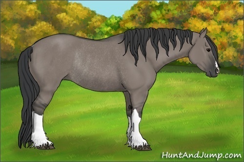 Horse Color:Grullo Rabicano 