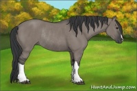 Horse Color:Grullo Rabicano 