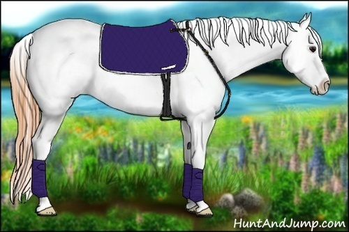 Horse Color:Buckskin Roan Appaloosa Rabicano 