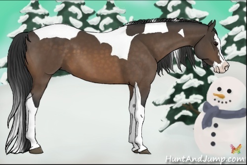 Horse Color:Buckskin Splash Tobiano 