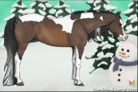 Horse Color:Buckskin Splash Tobiano 