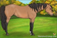 Horse Color:Buckskin 